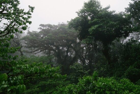 ayahuasca austria