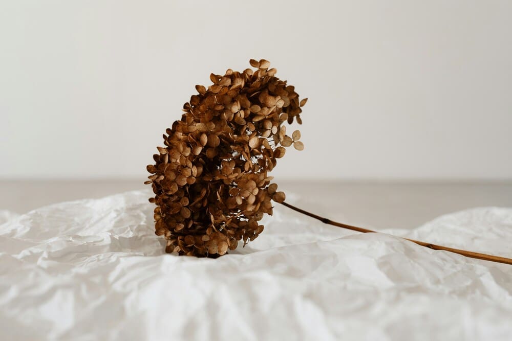 Trauma Therapie Körper 